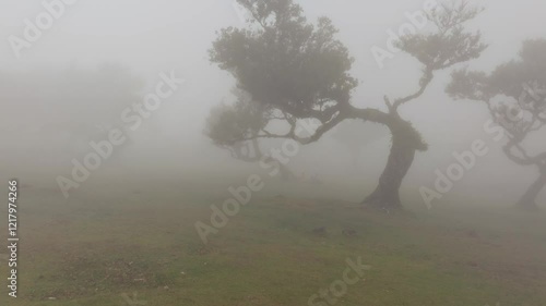 Aerial panoramic view of misty Fanal Forest in Madeira, Portugal. Twisted Laurel trees rise through dense fog, creating a dramatic and mysterious landscape. Perfect for nature and travel themes