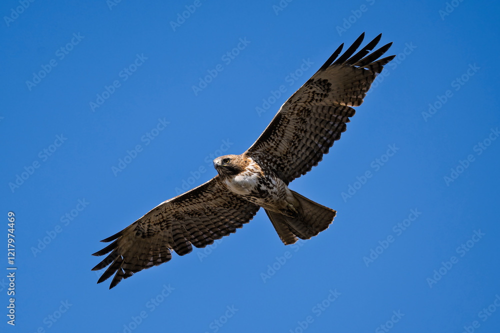 Fototapeta premium Cooper's Hawk soaring near the Los Angeles International Airport