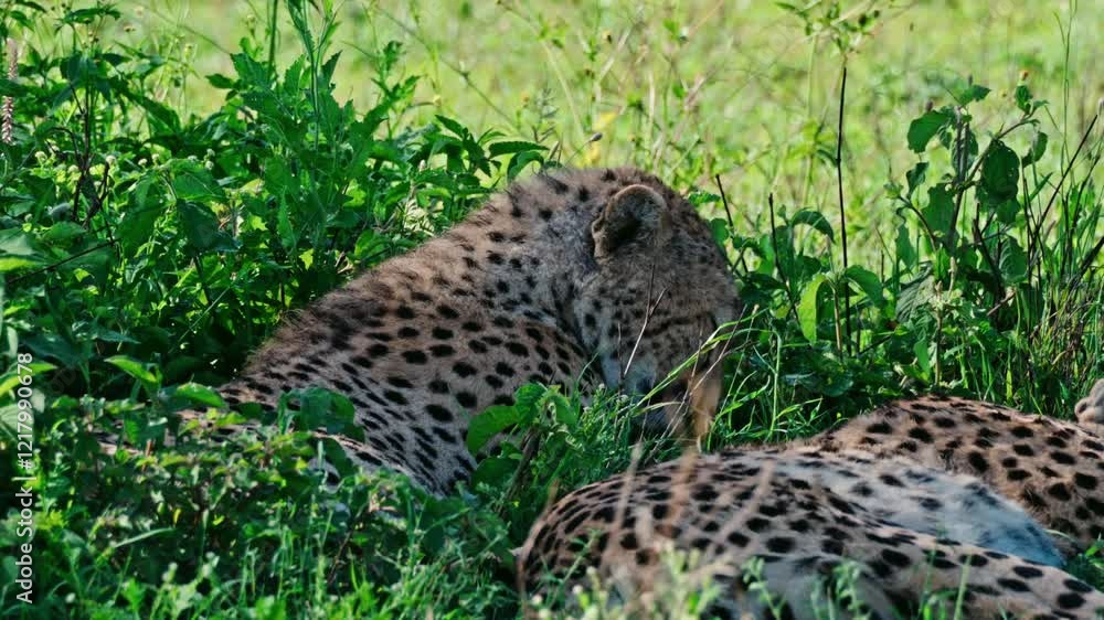 Family of cheetahs laying down under a tree in the grass resting Family of cheetahs laying down under a tree in the grass resting