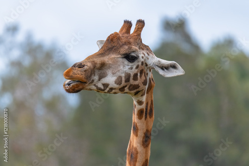 Rothschild giraffe in profile photo