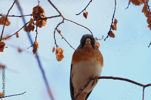 野鳥（あとり）福岡県筑後市　筑後広域公園 photo