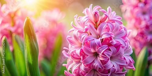 Pink Hyacinth Bloom Photography: Vibrant Spring Flowers, Nature's Beauty, Close-Up Macro Shot