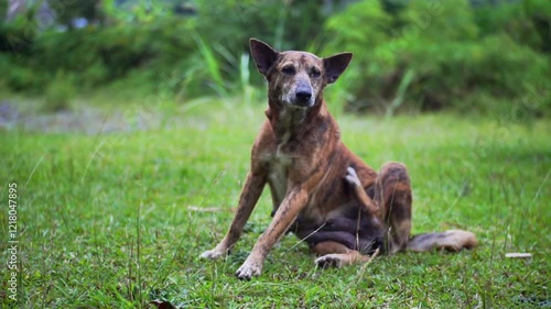 Dog Playing Cheerfully in the Backyard