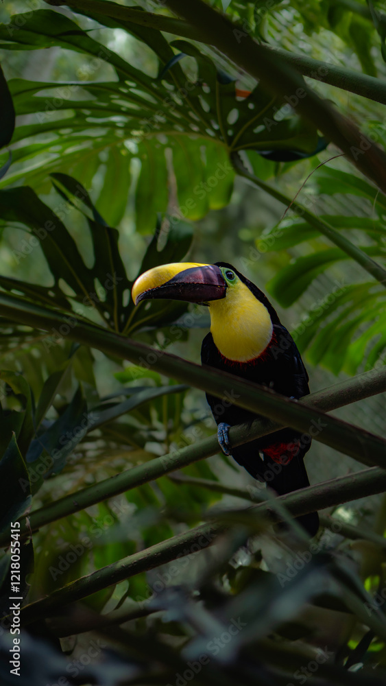 toucan perched on a branch in the rainforest toucan perched on a branch in the rainforest