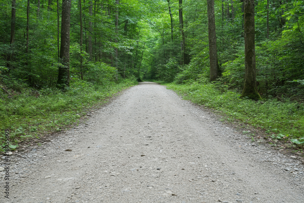 A dirt road in a forest with trees on either side A dirt road in a forest with trees on either side