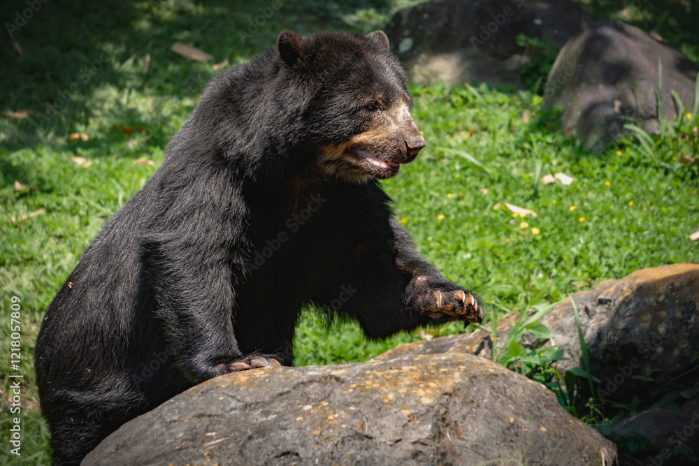 a spectacled bear in the forest a spectacled bear in the forest