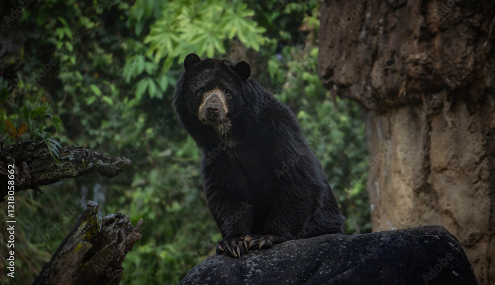Obraz premium a spectacled bear in the forest