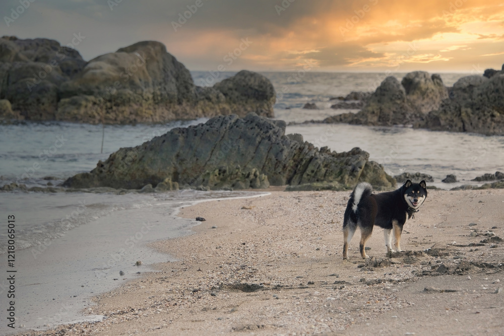 A Japanese black and white Shiba Inu dog turns to face the camera on a beach in Japan just before sunset A Japanese black and white Shiba Inu dog turns to face the camera on a beach in Japan just before sunset