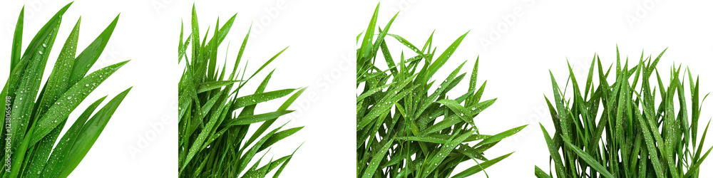 Closeup view of fresh green grass and leaves on sunny day Closeup view of fresh green grass and leaves on sunny day