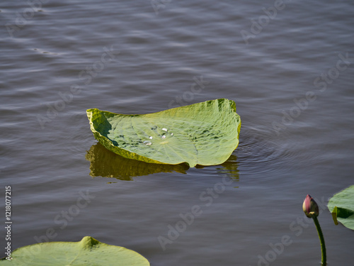 Large green round lotus leaf on the lake water, with several large drops of water on the leaf