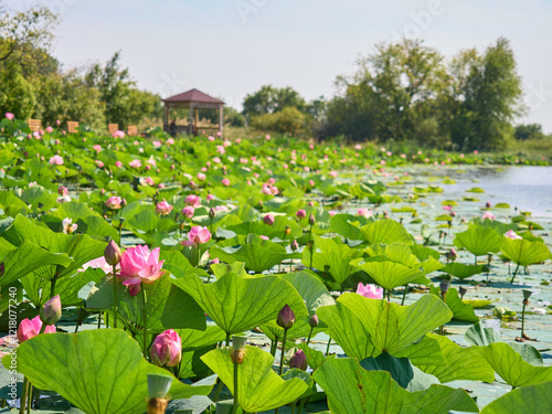 Pink lotuses on the edge of the lake in the foreground, wooden gazebo and benches