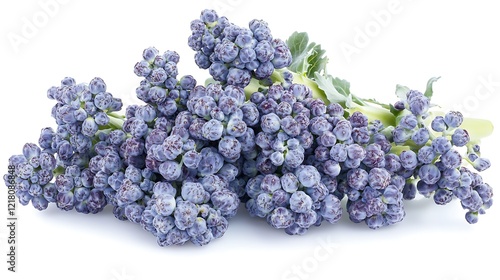 Harvesting fresh purple broccoli isolated on white background vegetables & fruits bright and clean environment photo