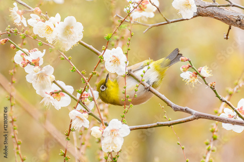 Charming Japanese White-eye Amid Plum Blossoms photo