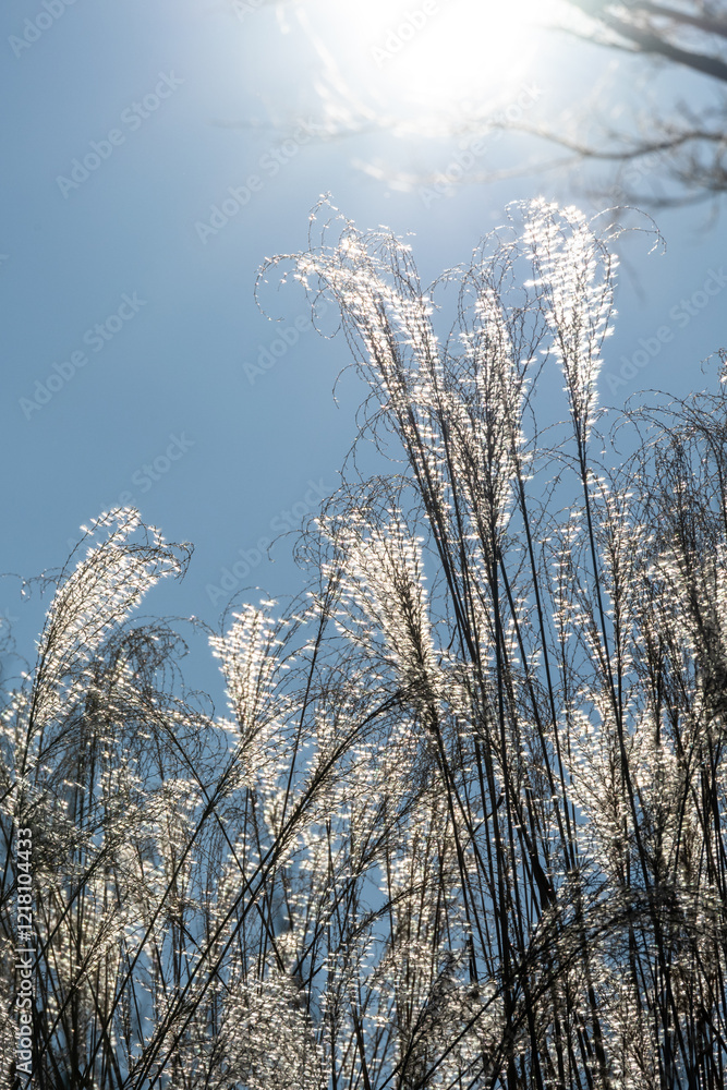 Looking up at ornamental grass, Autumn Moor Grass, dried seed heads glowing against the sun and blue sky in a frozen winter, as a cold nature background
Looking up at ornamental grass, Autumn Moor Grass, dried seed heads glowing against the sun and blue sky in a frozen winter, as a cold nature background
