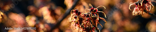 Dark moody orange and dark maroon flowers of witch hazel plant dramatically backlit by the sun with glowing orange flowers blurred in background, winter blooming nature background
 photo