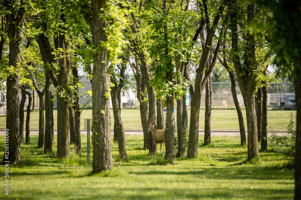 White-tailed deer herd walking through an urban park White-tailed deer herd walking through an urban park