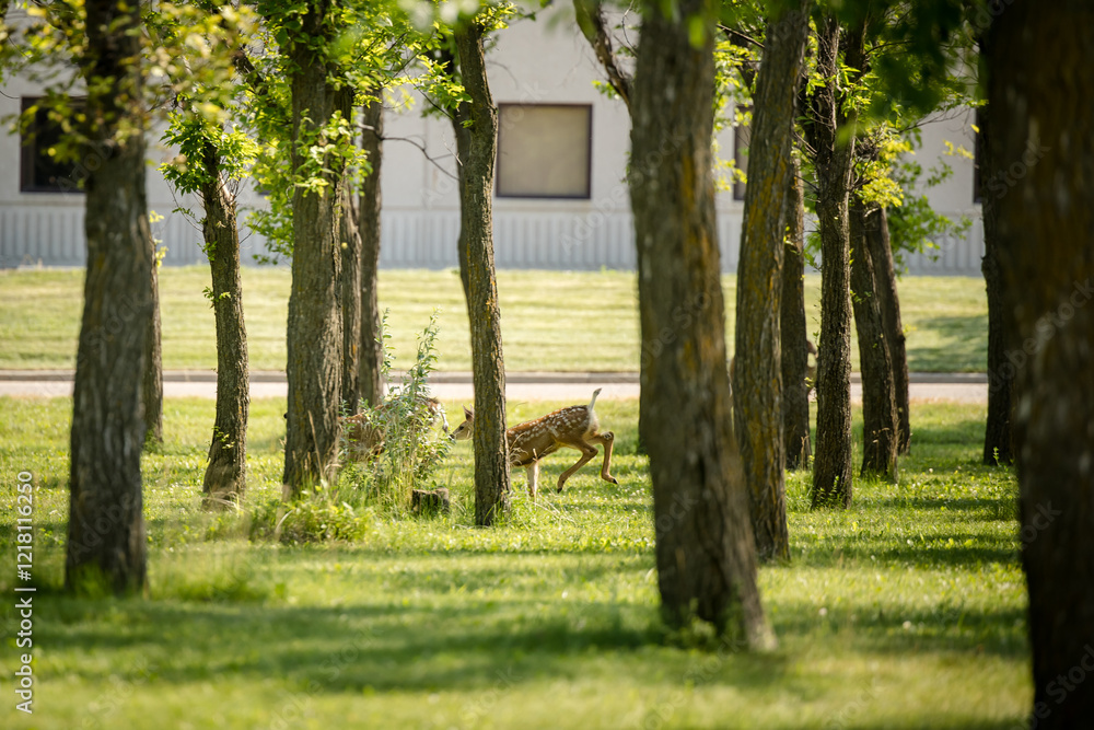 White-tailed deer herd walking through an urban park White-tailed deer herd walking through an urban park