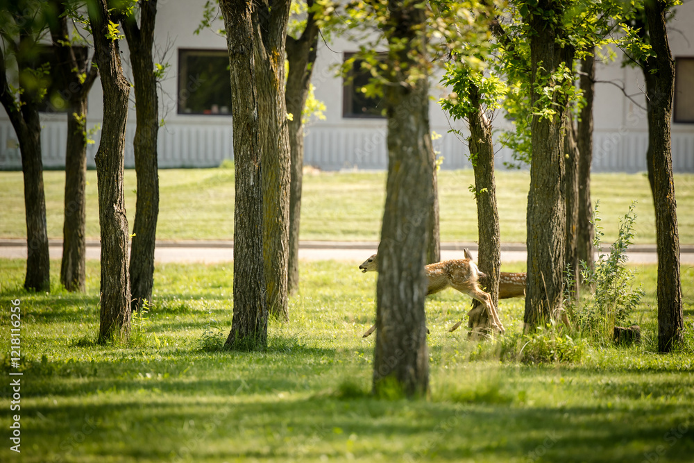 White-tailed deer herd walking through an urban park White-tailed deer herd walking through an urban park
