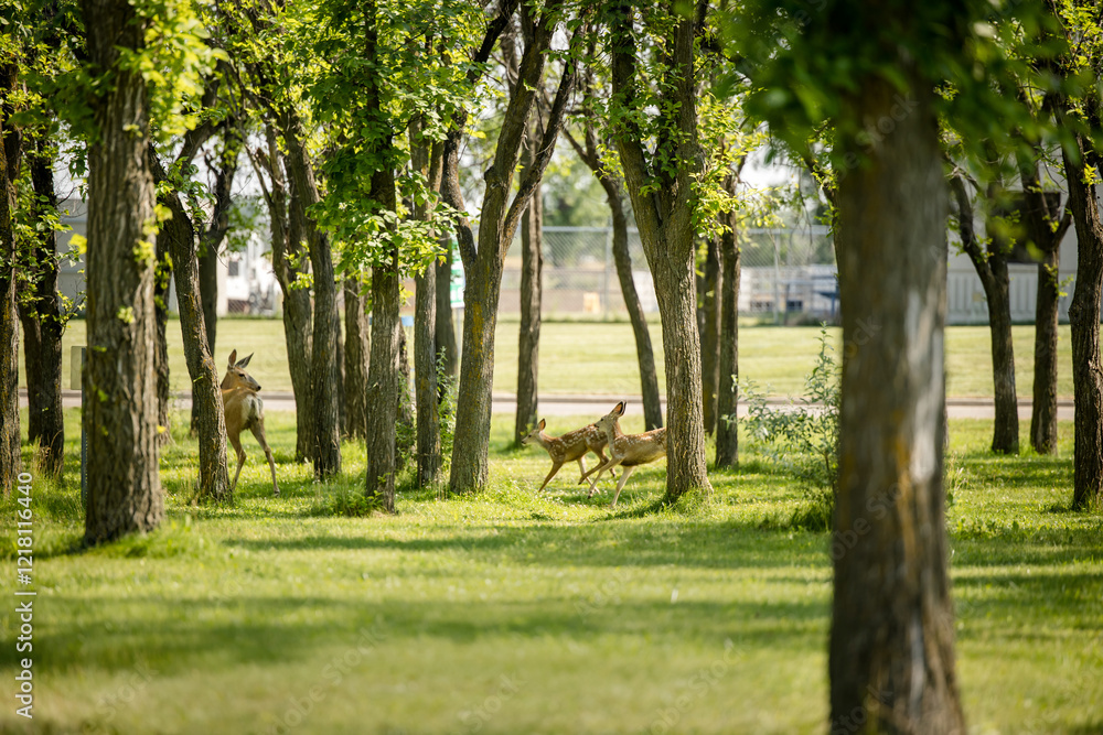 White-tailed deer herd walking through an urban park White-tailed deer herd walking through an urban park