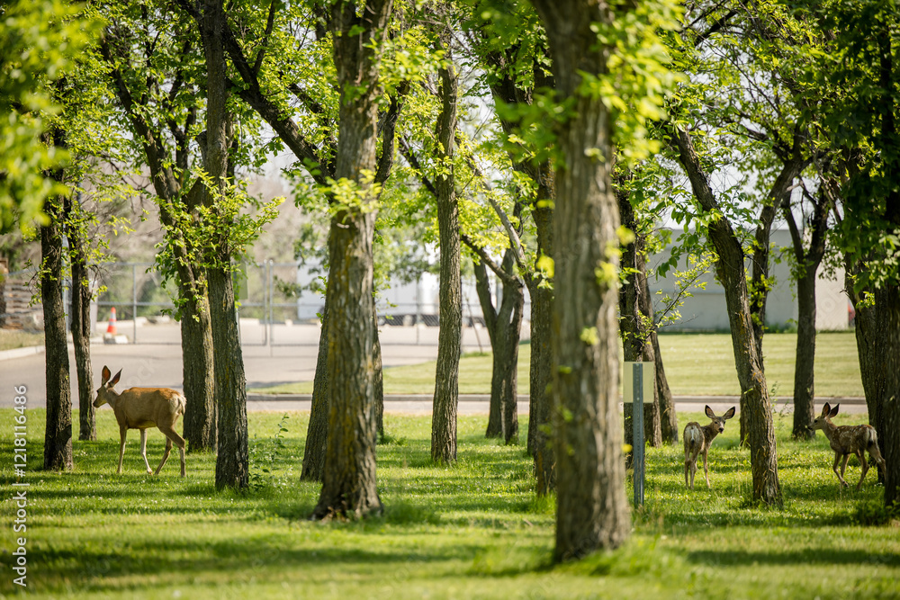 White-tailed deer herd walking through an urban park White-tailed deer herd walking through an urban park