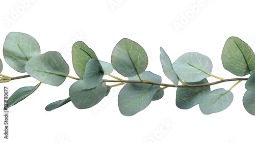 Eucalyptus branch with round leaves on black, horizontal for borders