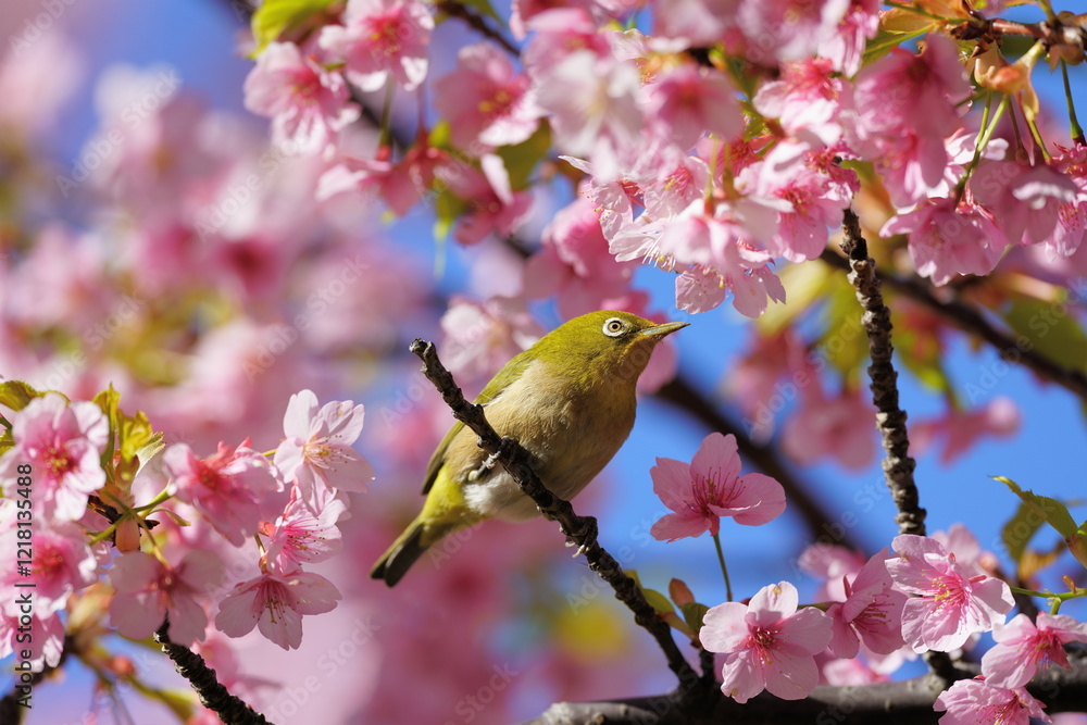 A white eye on the cherry blossom branch A white eye on the cherry blossom branch