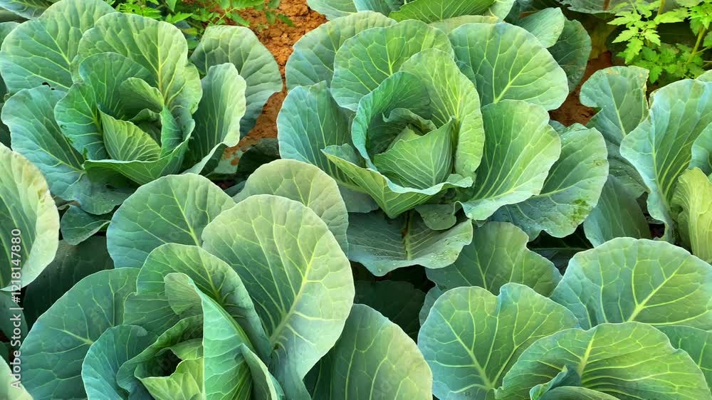 Cabbage in field, Cabbage growing in organic soil in field