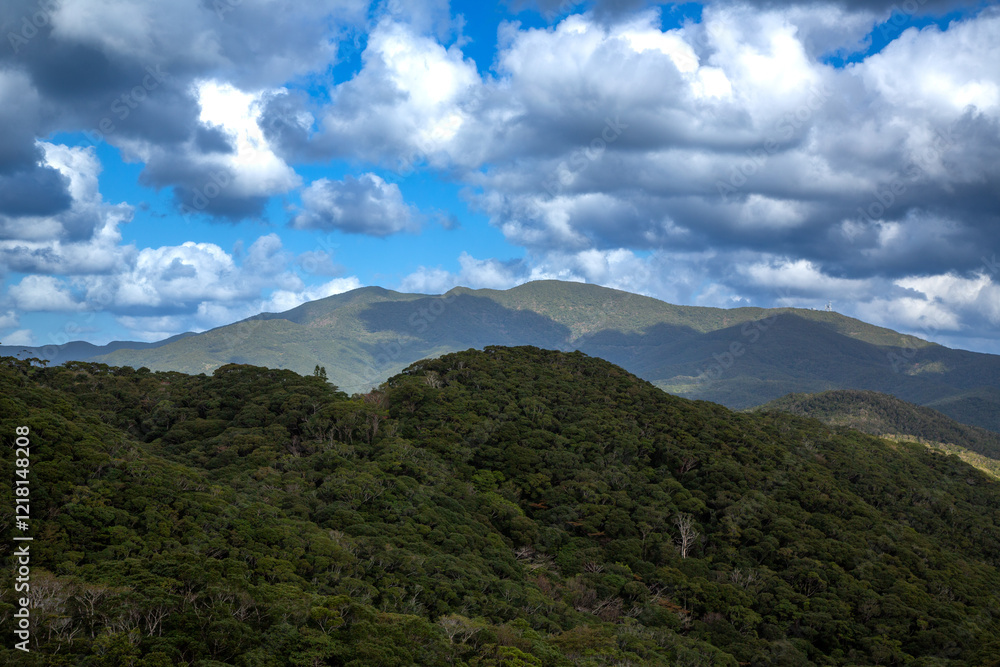 奄美大島・湯湾岳、国指定天然記念物、標高694m