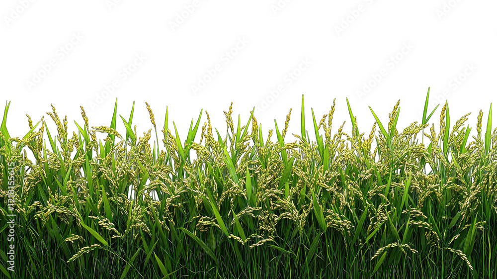 Fototapeta premium Golden rice field ready for harvest against dark background