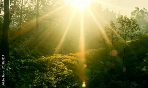 Forest with sunlight filtering through trees, golden rays creating magical vibes, ideal for eco-themes, tranquility, and nature inspiration photo