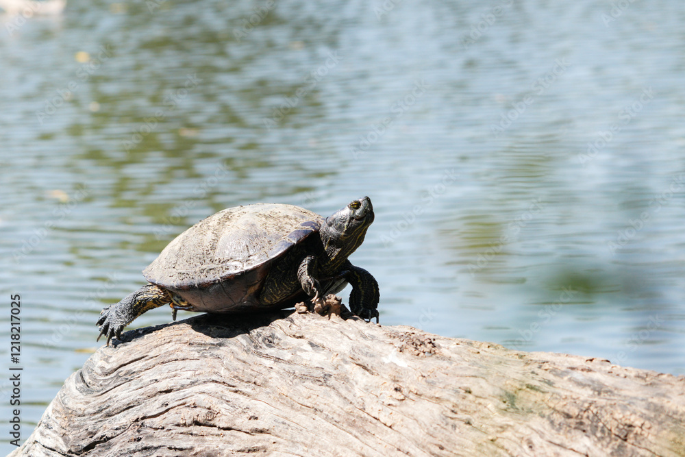 Turtle on a log, living naturally in Thailand Turtle on a log, living naturally in Thailand
