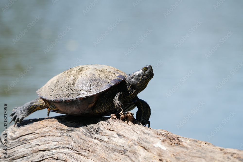 Obraz premium Turtle on a log, living naturally in Thailand