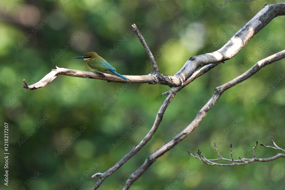 A small bird that lives naturally in Thailand. A small bird that lives naturally in Thailand.