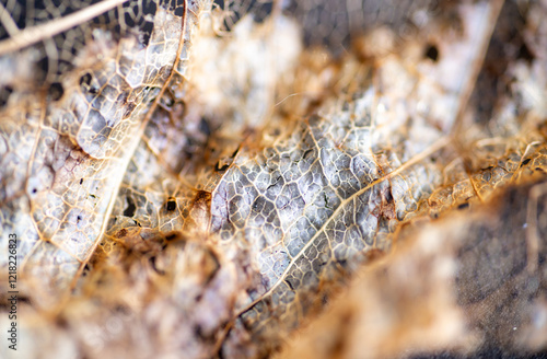 Close up of Dried Out Old Tree Leaf  photo