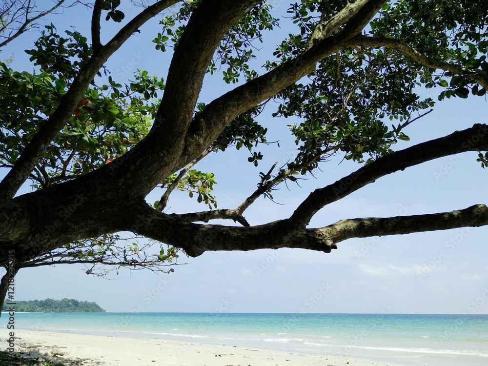 tree on the beach in southern Thailand tree on the beach in southern Thailand
