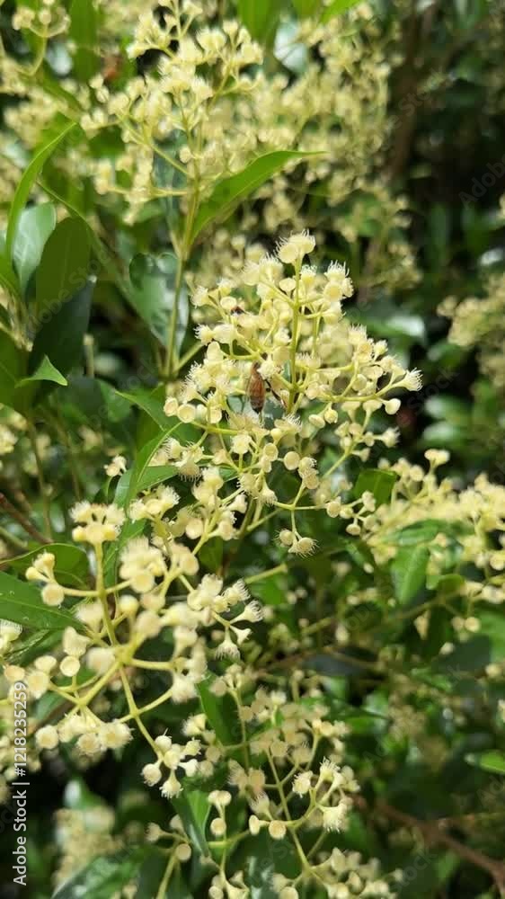 bee pollinating on tiny white flowers, new growth growing on tree outdoors bee pollinating on tiny white flowers, new growth growing on tree outdoors