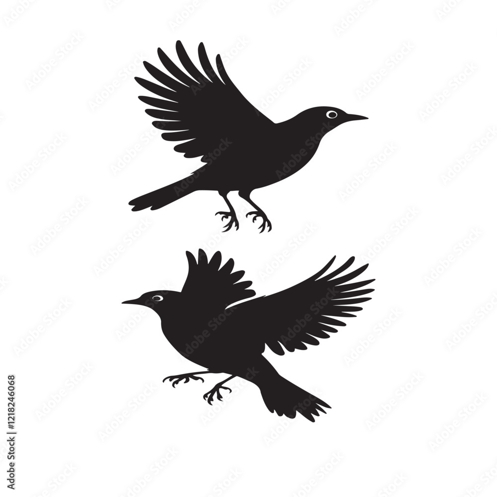 Fototapeta premium American Robin - Black Bird with Outstretched Wings