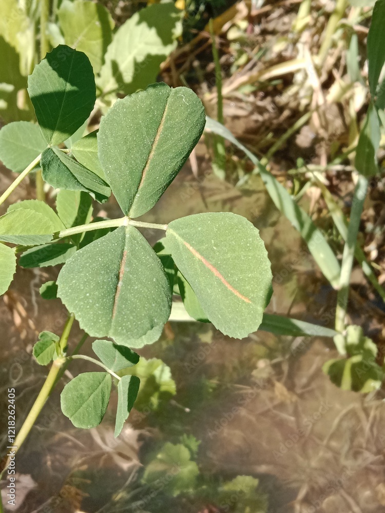 Obraz premium trifolium repens leaves with red midrib or white clover with red midrib