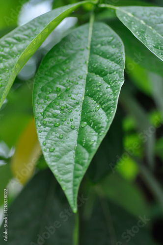 Persea americana Mill or Avocado, Lauraceae or Persea gratissima or avocado plant and rain droplet photo