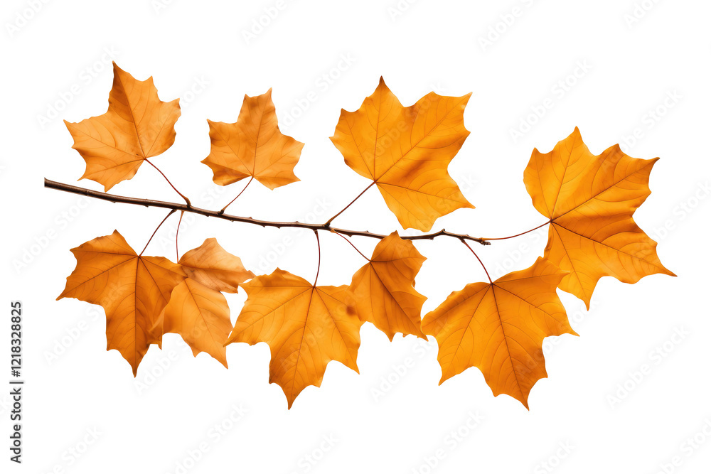 beautiful tree isolated on white. beautiful tree isolated on white.