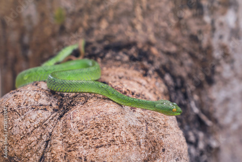 Snake with hemotoxic venom affects the blood system. Large-eyed Pit Viper - Trimeresurus macrops curled up on a branch with sunlight after the rain and nature background and copy space. photo