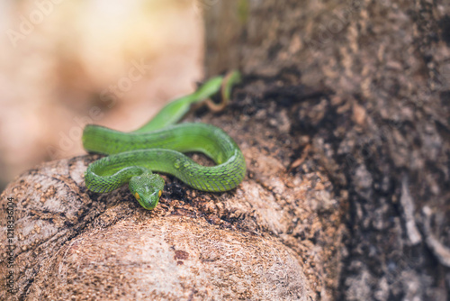 Snake with hemotoxic venom affects the blood system. Large-eyed Pit Viper - Trimeresurus macrops curled up on a branch with sunlight after the rain and nature background and copy space. photo