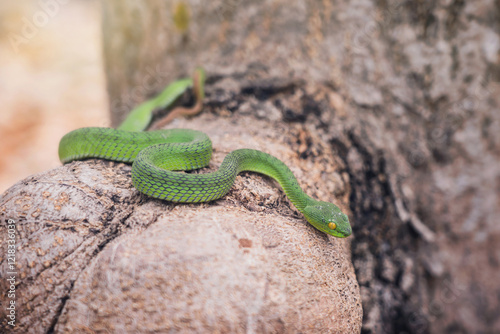 Snake with hemotoxic venom affects the blood system. Large-eyed Pit Viper - Trimeresurus macrops on a branch tree with sunlight and nature background. photo