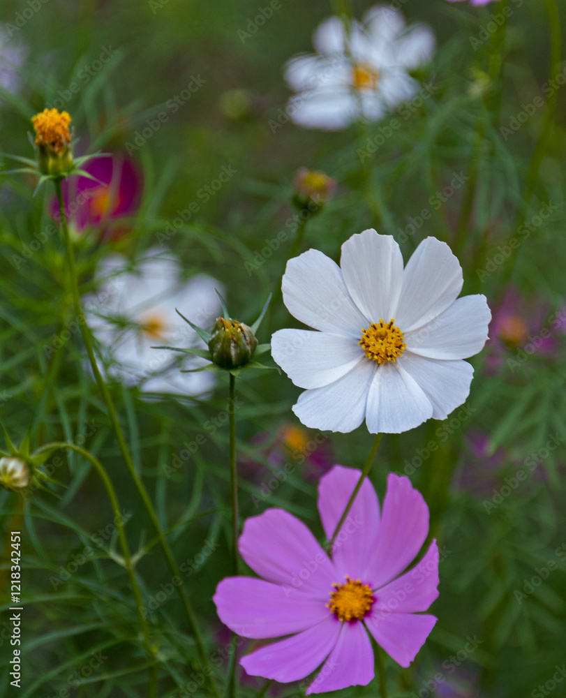 Pink and white Cosmea garden flowers blooming in summer, close-up floral photography Pink and white Cosmea garden flowers blooming in summer, close-up floral photography