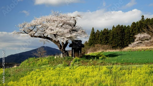 福島の里桜19b photo