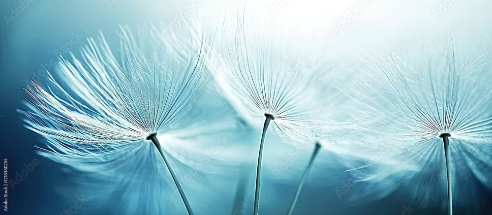 Naklejka premium Delicate dandelion seeds in soft focus against a dreamy blue background highlighting ethereal white wisps gently swaying in light