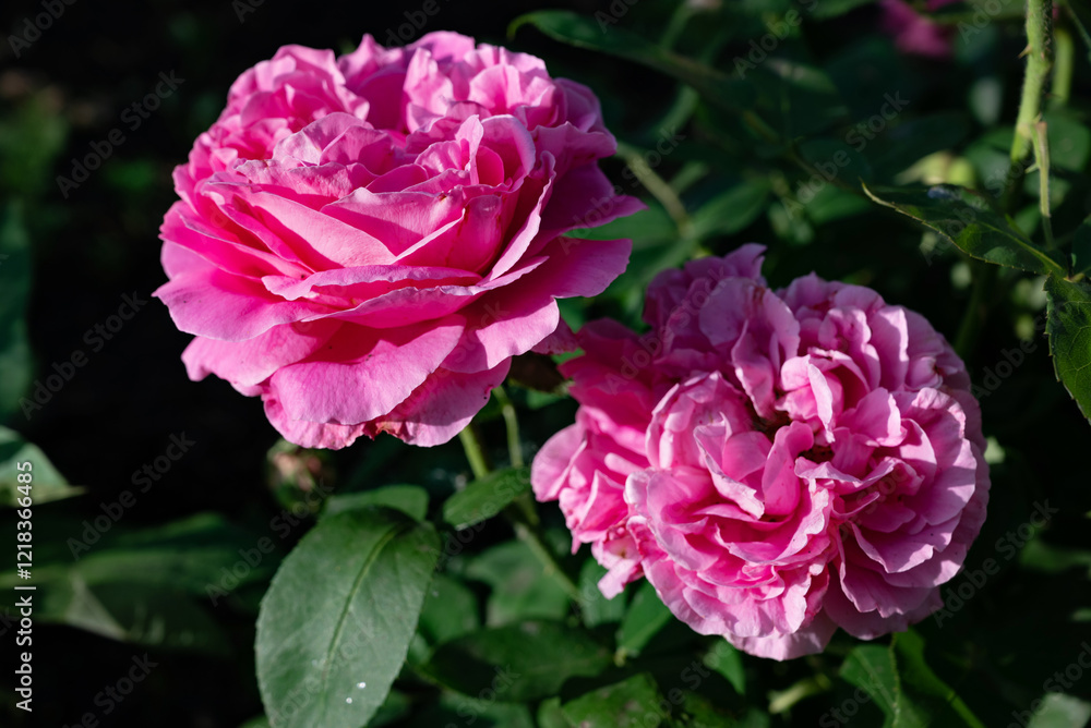 Beautiful pink roses blooming in a garden during springtime, showcasing rich colors and delicate petals Beautiful pink roses blooming in a garden during springtime, showcasing rich colors and delicate petals