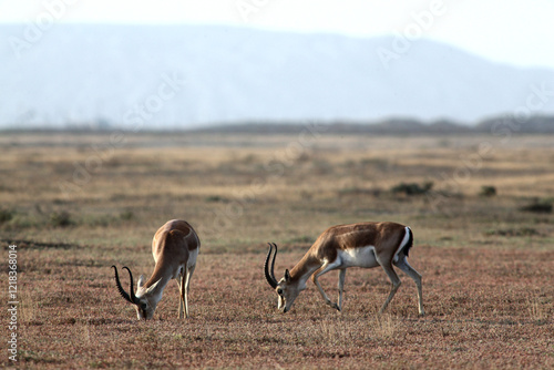 Photography Gazelle grazing among dry grass in a desert area