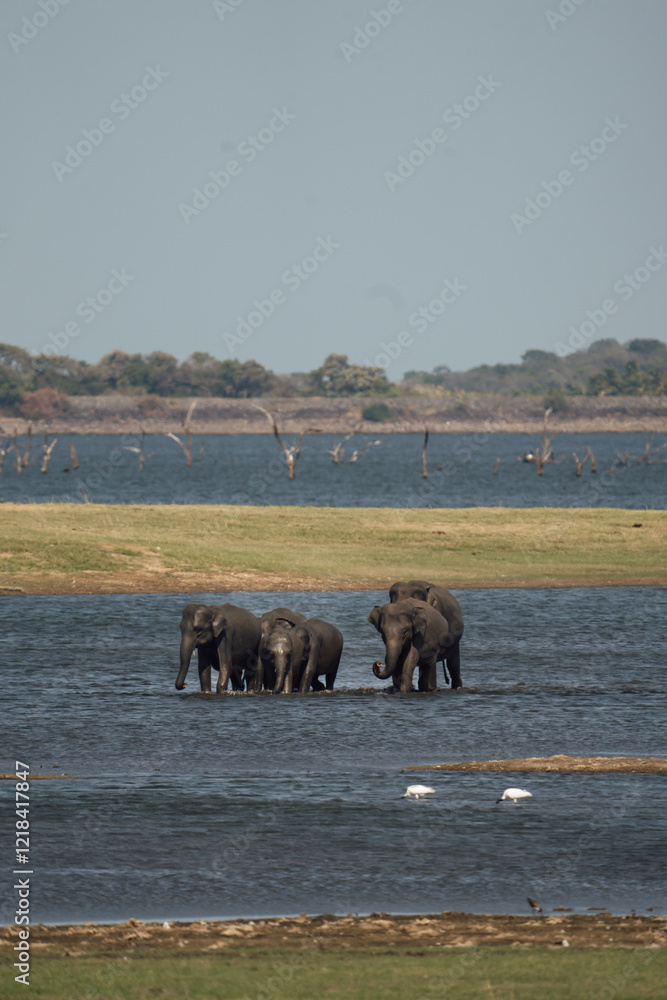 Herd of Asian Elephants walk through a watering hole in Sri Lanka Herd of Asian Elephants walk through a watering hole in Sri Lanka