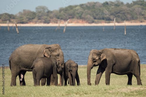 Photography Family of elephants graze near watering hole in Sri Lanka